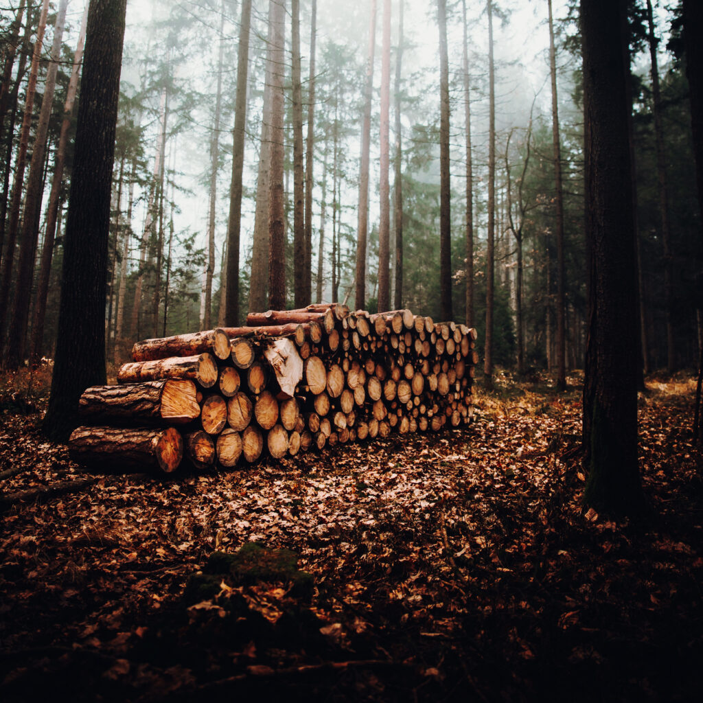 Circuit en bois - Sequoia